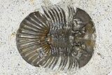 Detailed Scabriscutellum Trilobite - Morocco #341297-1